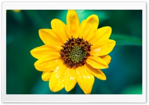 Autumn Sunflower Ultra HD Wallpaper for 4K UHD Widescreen desktop, tablet & smartphone