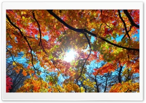 Autumn Sunshine Ultra HD Wallpaper for 4K UHD Widescreen desktop, tablet & smartphone