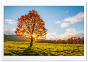 Autumn Sunshine Over Lone Orange Tree 4K UHD Wallpaper for Widescreen and UltraWide Desktop, UltraHD TV, Smartphone, Tablet