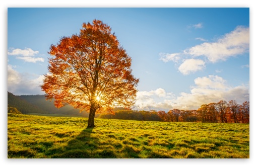Autumn Sunshine Over Lone Orange Tree UltraHD Wallpaper for UHD 16:9 ; HD 16:9 ; Widescreen 16:10 5:3 ; Fullscreen 3:2 ;