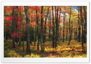 Autumn Tones Ultra HD Wallpaper for 4K UHD Widescreen desktop, tablet & smartphone