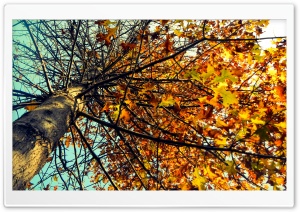 Autumn Tree Ultra HD Wallpaper for 4K UHD Widescreen desktop, tablet & smartphone