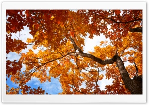 Autumn Tree Canopy with Orange Oak Leaves 4K UHD Wallpaper for Widescreen and UltraWide Desktop, UltraHD TV, Smartphone, Tablet