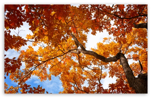 Autumn Tree Canopy with Orange Oak Leaves 4K UHD Wallpaper for Widescreen and UltraWide Desktop, UltraHD TV, Smartphone, Tablet Autumn Tree Canopy with Orange Oak Leaves UltraHD Wallpaper for UHD 16:9 ; HD 16:9 ; UltraWide 21:9 24:10 ; Widescreen 16:10 5:3 ; Fullscreen 4:3 5:4 3:2 ; Tablet 1:1 ;