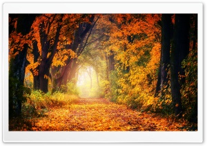 Autumn Tree Tunnel Ultra HD Wallpaper for 4K UHD Widescreen desktop, tablet & smartphone