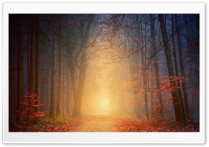 Autumn, Trees, Forest, Path Ultra HD Wallpaper for 4K UHD Widescreen desktop, tablet & smartphone