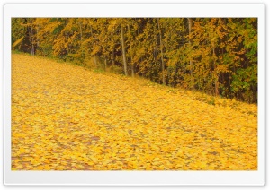 Autumn Wind Ultra HD Wallpaper for 4K UHD Widescreen desktop, tablet & smartphone