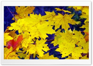 Autumn Yellow Foliage Ultra HD Wallpaper for 4K UHD Widescreen desktop, tablet & smartphone