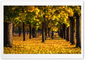 Autumn, Yellow, Foliage, Bike Ride, Trees, Nature Ultra HD Wallpaper for 4K UHD Widescreen desktop, tablet & smartphone
