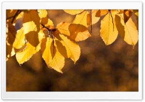 Autumn Yellow Leaves Ultra HD Wallpaper for 4K UHD Widescreen desktop, tablet & smartphone