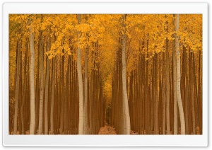 Autumn Yellow Trees Ultra HD Wallpaper for 4K UHD Widescreen desktop, tablet & smartphone