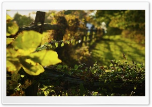 Autumnal Light Ultra HD Wallpaper for 4K UHD Widescreen desktop, tablet & smartphone