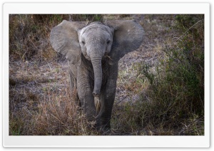 Baby African Elephant Ultra HD Wallpaper for 4K UHD Widescreen desktop, tablet & smartphone