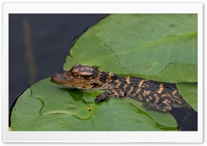 Baby Alligator Ultra HD Wallpaper for 4K UHD Widescreen desktop, tablet & smartphone