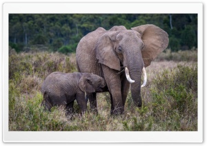 Baby and Mother Elephant, Africa Ultra HD Wallpaper for 4K UHD Widescreen desktop, tablet & smartphone
