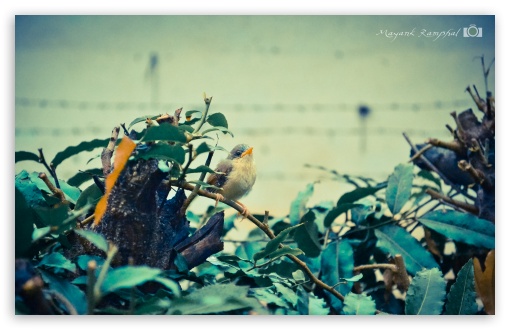 Baby bird UltraHD Wallpaper for UHD 16:9 ; HD 16:9 ; Widescreen 16:10 5:3 ;