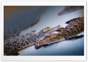 Baby Crocodiles Ultra HD Wallpaper for 4K UHD Widescreen desktop, tablet & smartphone