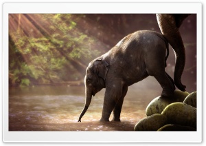 Baby Elephant Drinking Water Ultra HD Wallpaper for 4K UHD Widescreen desktop, tablet & smartphone