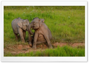 Baby Elephants Playing Ultra HD Wallpaper for 4K UHD Widescreen desktop, tablet & smartphone