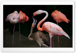 Baby Flamingo Ultra HD Wallpaper for 4K UHD Widescreen desktop, tablet & smartphone