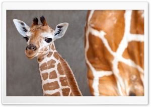 Baby Giraffe Ultra HD Wallpaper for 4K UHD Widescreen desktop, tablet & smartphone