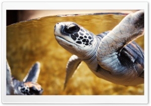 Baby Green Sea Turtle Ultra HD Wallpaper for 4K UHD Widescreen desktop, tablet & smartphone