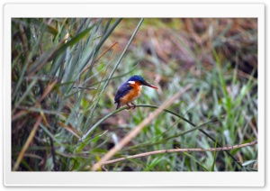 Baby Kingfisher Ultra HD Wallpaper for 4K UHD Widescreen desktop, tablet & smartphone