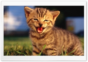Baby Kitten Crying Ultra HD Wallpaper for 4K UHD Widescreen desktop, tablet & smartphone
