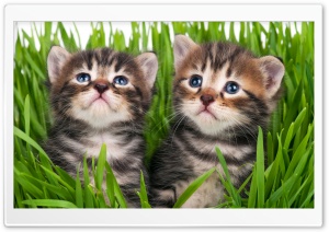 Baby Kittens Ultra HD Wallpaper for 4K UHD Widescreen desktop, tablet & smartphone