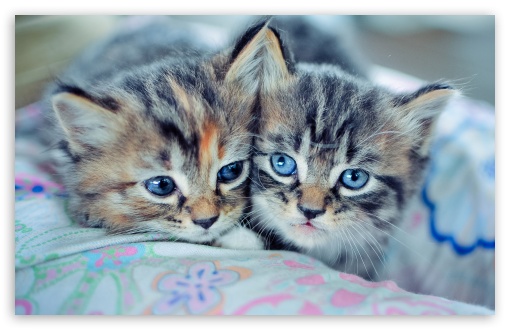 Baby Kittens With Blue Eyes UltraHD Wallpaper for 8K UHD TV 16:9 Ultra High Definition 2160p 1440p 1080p 900p 720p ; Widescreen 16:10 5:3 WHXGA WQXGA WUXGA WXGA WGA ; Fullscreen 4:3 3:2 UXGA XGA SVGA DVGA HVGA HQVGA ( Apple PowerBook G4 iPhone 4 3G 3GS iPod Touch ) ;