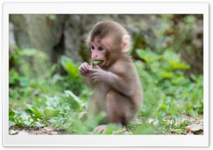 Baby Macaque Monkey Ultra HD Wallpaper for 4K UHD Widescreen desktop, tablet & smartphone
