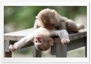 Baby Monkeys Playing Ultra HD Wallpaper for 4K UHD Widescreen desktop, tablet & smartphone