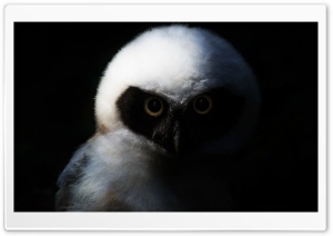 Baby Owl, Night Ultra HD Wallpaper for 4K UHD Widescreen desktop, tablet & smartphone