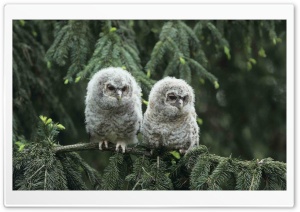 Baby Owls Birds 4K UHD Wallpaper for Widescreen and UltraWide Desktop, UltraHD TV, Smartphone, Tablet