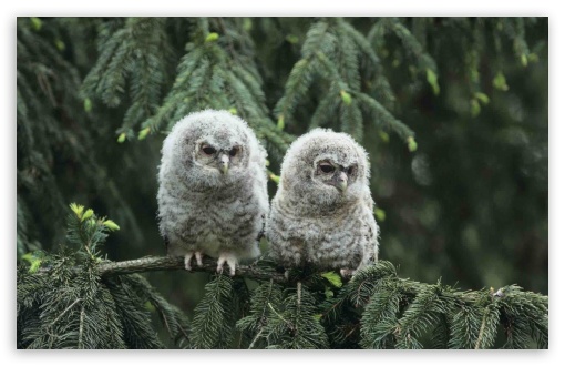Baby Owls Birds UltraHD Wallpaper for HD 16:9 ; Widescreen 16:10 ;