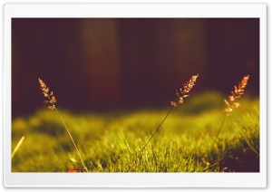 Baby Pampas Plume Grass Ultra HD Wallpaper for 4K UHD Widescreen desktop, tablet & smartphone