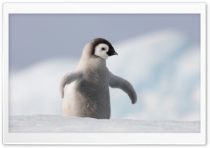 Baby Penguin, Antarctica Ultra HD Wallpaper for 4K UHD Widescreen desktop, tablet & smartphone