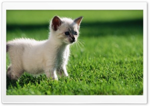 Baby Siamese Kitten Ultra HD Wallpaper for 4K UHD Widescreen desktop, tablet & smartphone