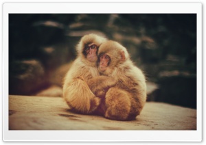Baby Snow Monkeys Ultra HD Wallpaper for 4K UHD Widescreen desktop, tablet & smartphone