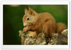 Baby, Squirrel, Rodent, Tree Dweller, Wildlife, Climbing, Forager 4K UHD Wallpaper for Widescreen and UltraWide Desktop, UltraHD TV, Smartphone, Tablet