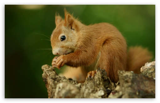 Baby, Squirrel, Rodent, Tree Dweller, Wildlife, Climbing, Forager UltraHD Wallpaper for UHD 16:9 ; HD 16:9 ; UltraWide 21:9 24:10 32:9 32:10 ; Widescreen 16:10 5:3 ; Fullscreen 4:3 5:4 3:2 ; Tablet 1:1 ; Mobile 9:16 9:19.5 9:20 10:16 2:3 3:5 3:4 ; Dual 16:10 5:3 16:9 4:3 5:4 3:2 ;