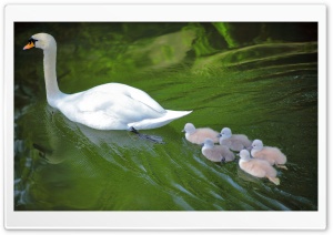 Baby Swans Following Mother Ultra HD Wallpaper for 4K UHD Widescreen desktop, tablet & smartphone