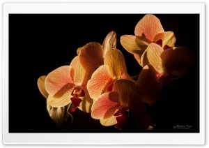 Backlit Orchids Ultra HD Wallpaper for 4K UHD Widescreen desktop, tablet & smartphone