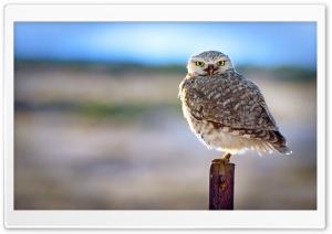 Backlit Owl Ultra HD Wallpaper for 4K UHD Widescreen desktop, tablet & smartphone