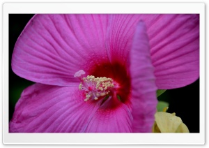 Backyard Hibiscus Ultra HD Wallpaper for 4K UHD Widescreen desktop, tablet & smartphone