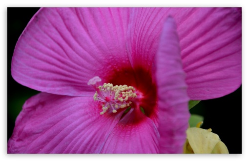 Backyard Hibiscus UltraHD Wallpaper for Wide 16:10 5:3 Widescreen WHXGA WQXGA WUXGA WXGA WGA ; 8K UHD TV 16:9 Ultra High Definition 2160p 1440p 1080p 900p 720p ; UHD 16:9 2160p 1440p 1080p 900p 720p ; Standard 4:3 5:4 3:2 Fullscreen UXGA XGA SVGA QSXGA SXGA DVGA HVGA HQVGA ( Apple PowerBook G4 iPhone 4 3G 3GS iPod Touch ) ; Smartphone 5:3 WGA ; Tablet 1:1 ; iPad 1/2/Mini ; Mobile 4:3 5:3 3:2 16:9 5:4 - UXGA XGA SVGA WGA DVGA HVGA HQVGA ( Apple PowerBook G4 iPhone 4 3G 3GS iPod Touch ) 2160p 1440p 1080p 900p 720p QSXGA SXGA ;