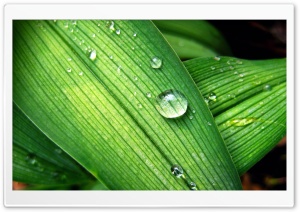 Backyard Raindrops Ultra HD Wallpaper for 4K UHD Widescreen desktop, tablet & smartphone