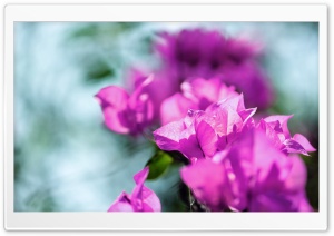Bagan Bilash Ultra HD Wallpaper for 4K UHD Widescreen desktop, tablet & smartphone