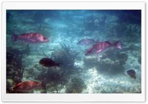 Bahamas Fish Ultra HD Wallpaper for 4K UHD Widescreen desktop, tablet & smartphone