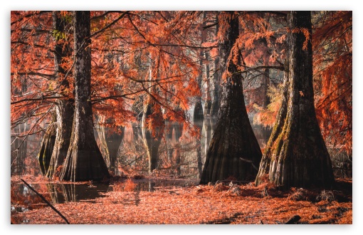 Bald cypress, Boulieu lake, France UltraHD Wallpaper for HD 16:9 ; Widescreen 16:10 5:3 ; Fullscreen 3:2 ; Tablet 1:1 ;